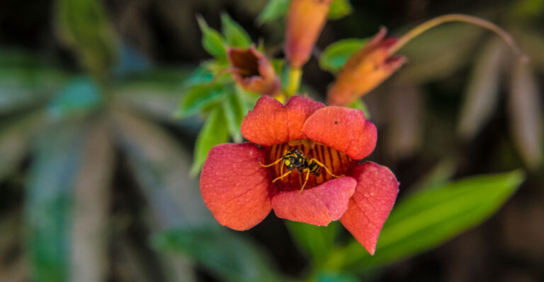 These 9 Native North Carolina Vines Grow Quickly And Attract Pollinators