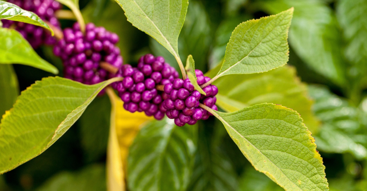 american beautyberry