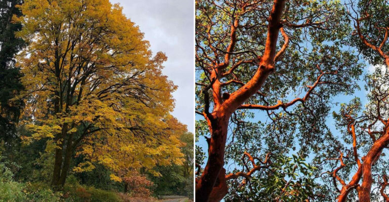 These 9 Native Trees Are Perfect For Nesting Birds In Oregon