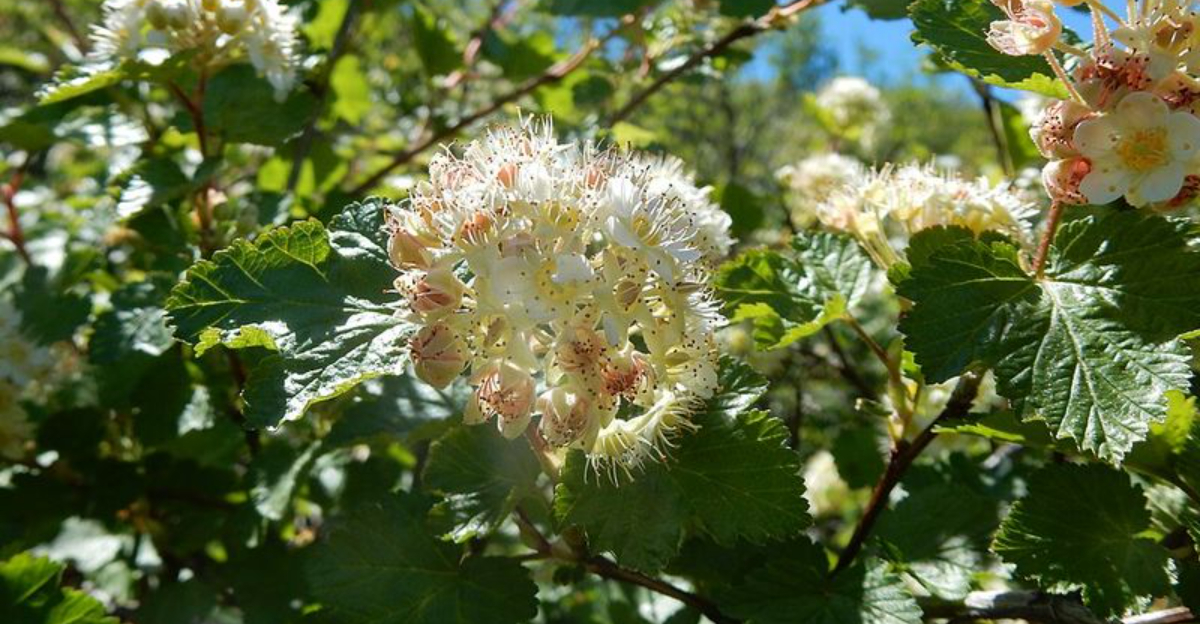 ninebark shrub