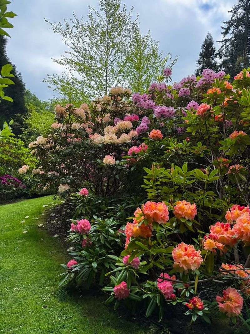 Rhododendrons