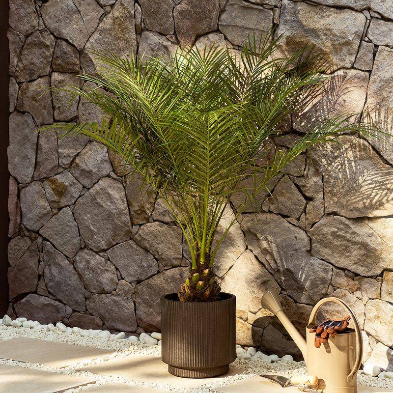 Pygmy Date Palm Fits Perfectly In Patio Pots