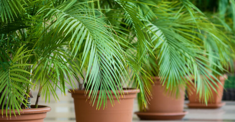 decorative potted palms
