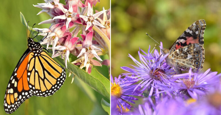 These 9 Plants Help Save Native Butterflies In Oregon Backyards