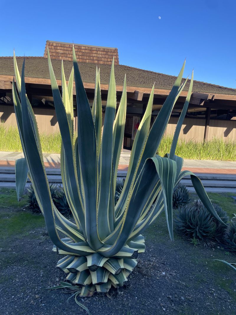 Agave