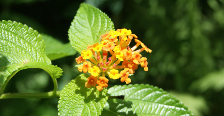 lantana in sun