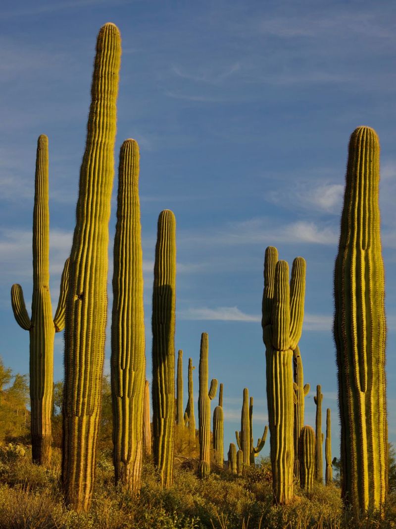 Saguaro Cactus Towers Over Desert Landscapes