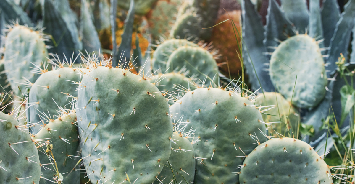 plants (featured image)