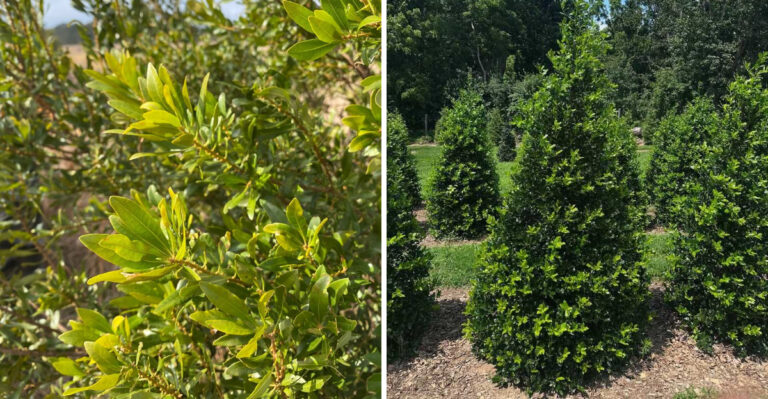 These 9 Trees Create Privacy In Georgia Yards Without Fences
