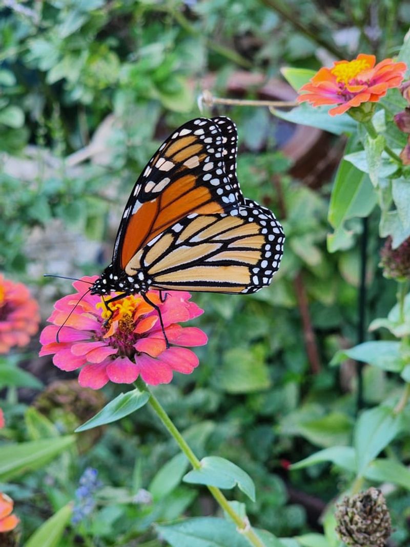 Zinnias Produce Nectar-Rich Blooms Butterflies Visit Often