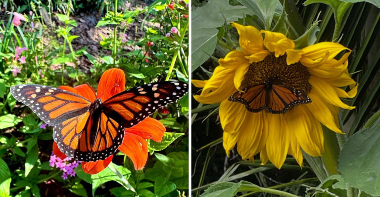 These Annual Flowers Bring Butterflies To Arizona Gardens In Summer