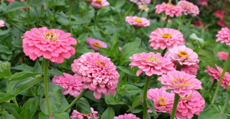 pink zinnias