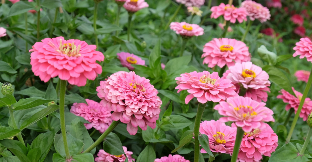 pink zinnias