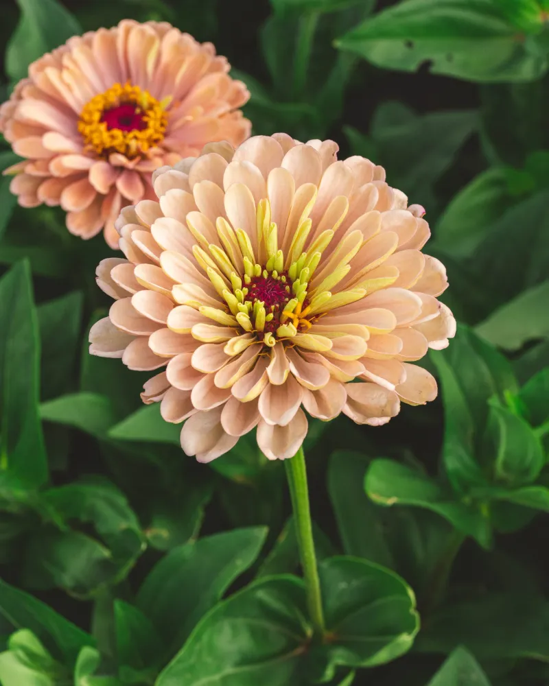 Zinnias Bring Fast Color And Big Payoff