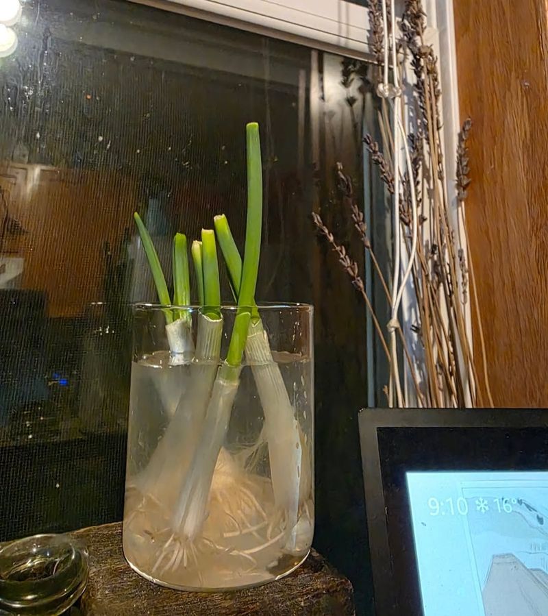 Never Buy Scallions Again