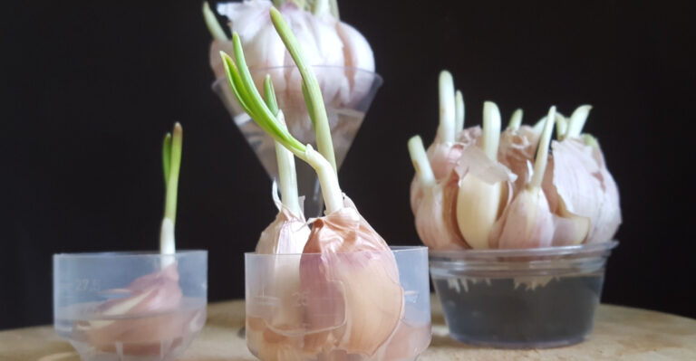 garlic cloves in water