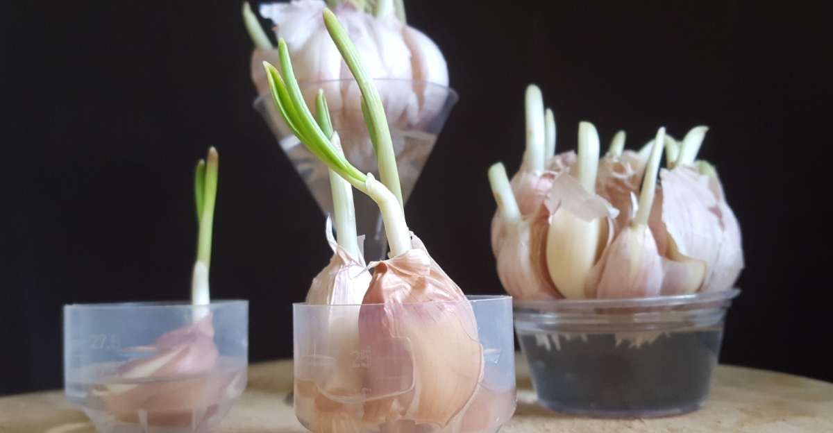 garlic cloves in water