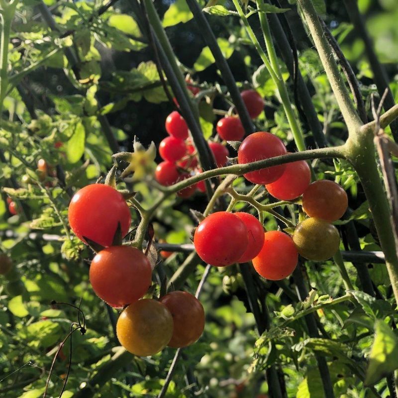 Everglades Tomato Thrives In Florida Heat