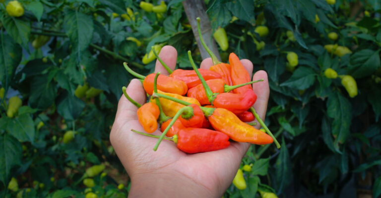 datil peppers