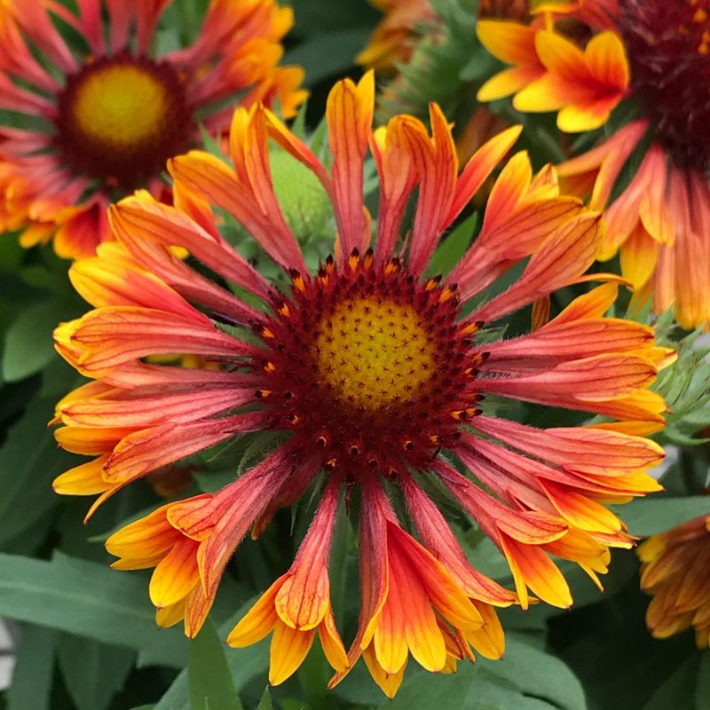 Add Radiant Color With Blanket Flower