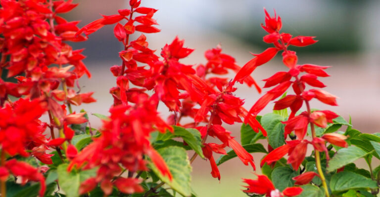 Salvia coccinea