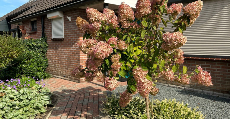 home entrance with hydrangea tree in bloom
