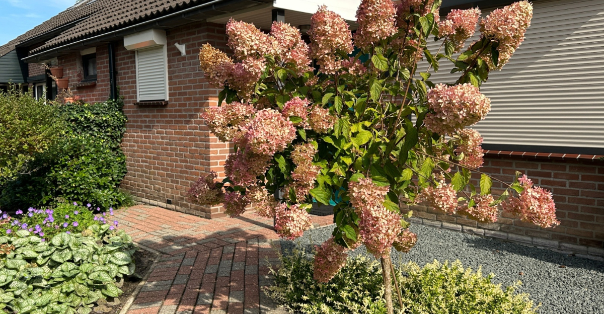 home entrance with hydrangea tree in bloom