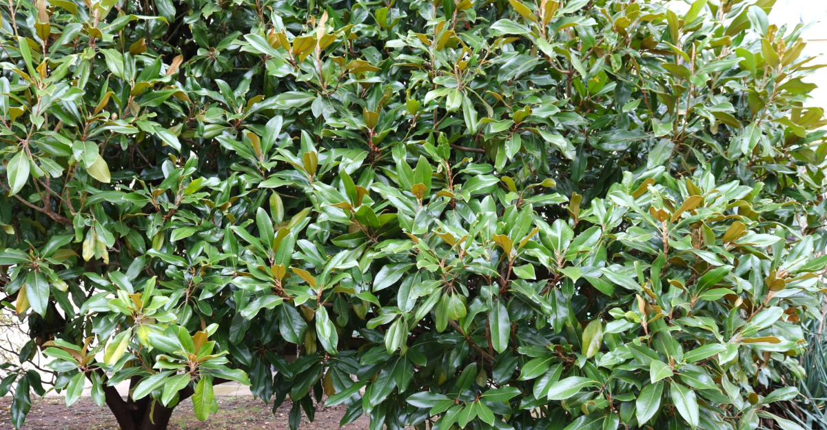 southern magnolia