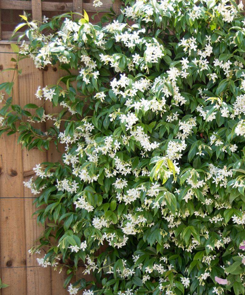 Star Jasmine Builds A Privacy Screen That Smells Amazing