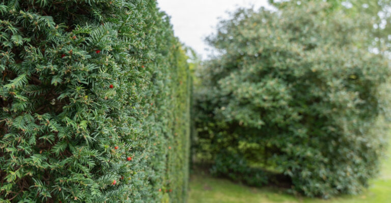 Yew Taxus baccata hedge
