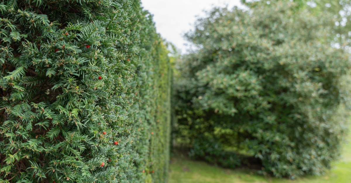 Yew Taxus baccata hedge