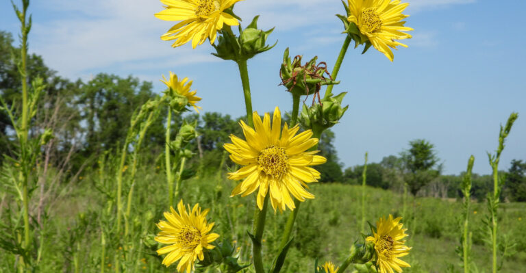 compass plant