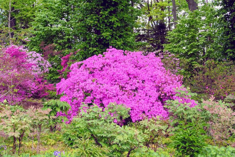 Azaleas Thrive In Acidic Soil And Light Shade Under Pines