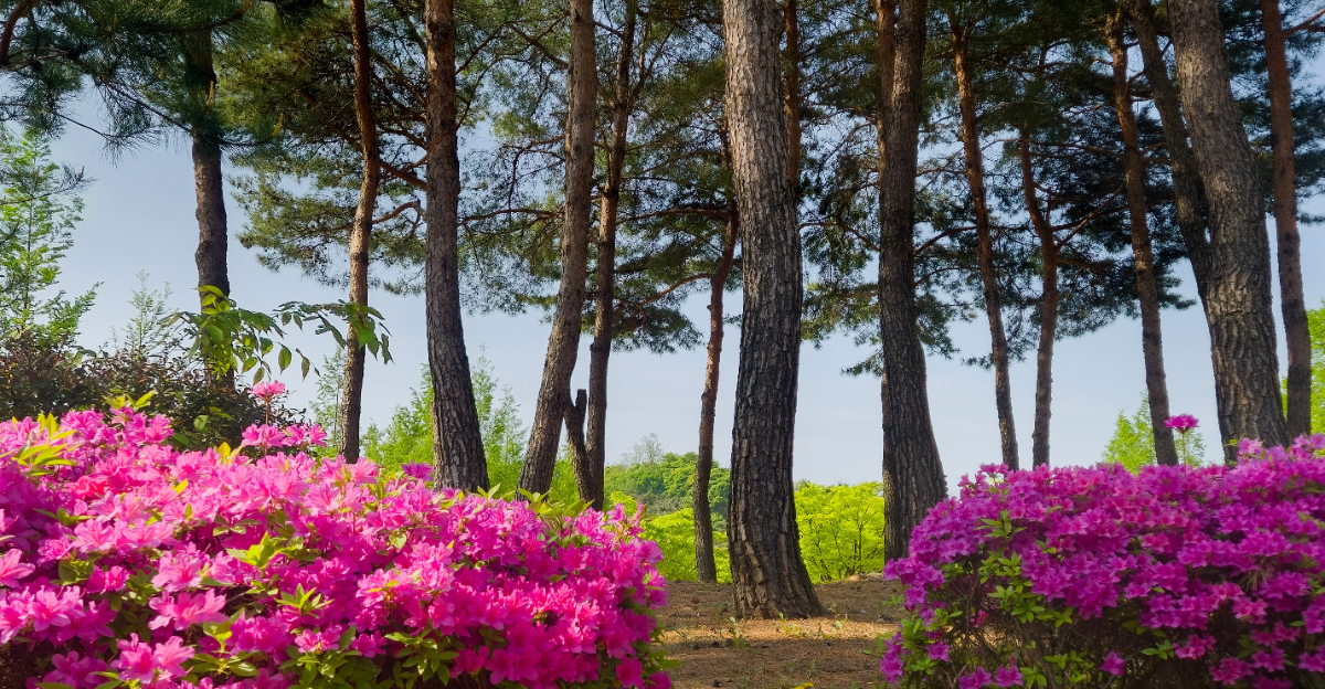azaleas growing under pine trees