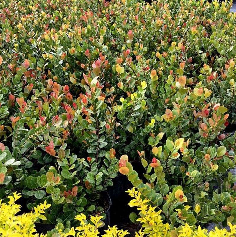 Cocoplum Forms A Dense Coastal Screen For Sunny Front Yards