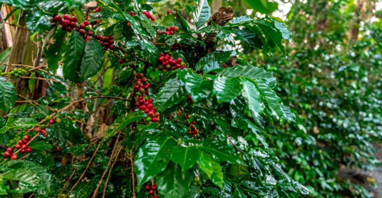 wild coffee plant