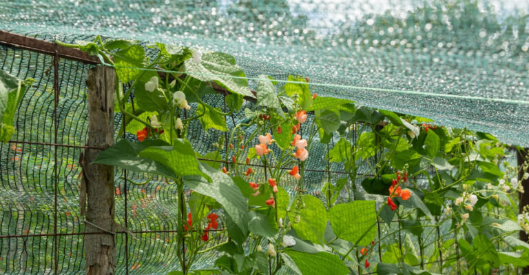 These Are The 8 Best Ways To Shade Vegetable Beds In Florida