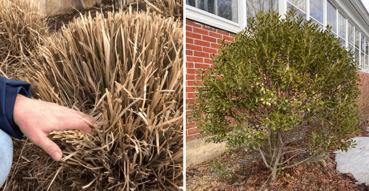 pruned muhly grass and inkberry