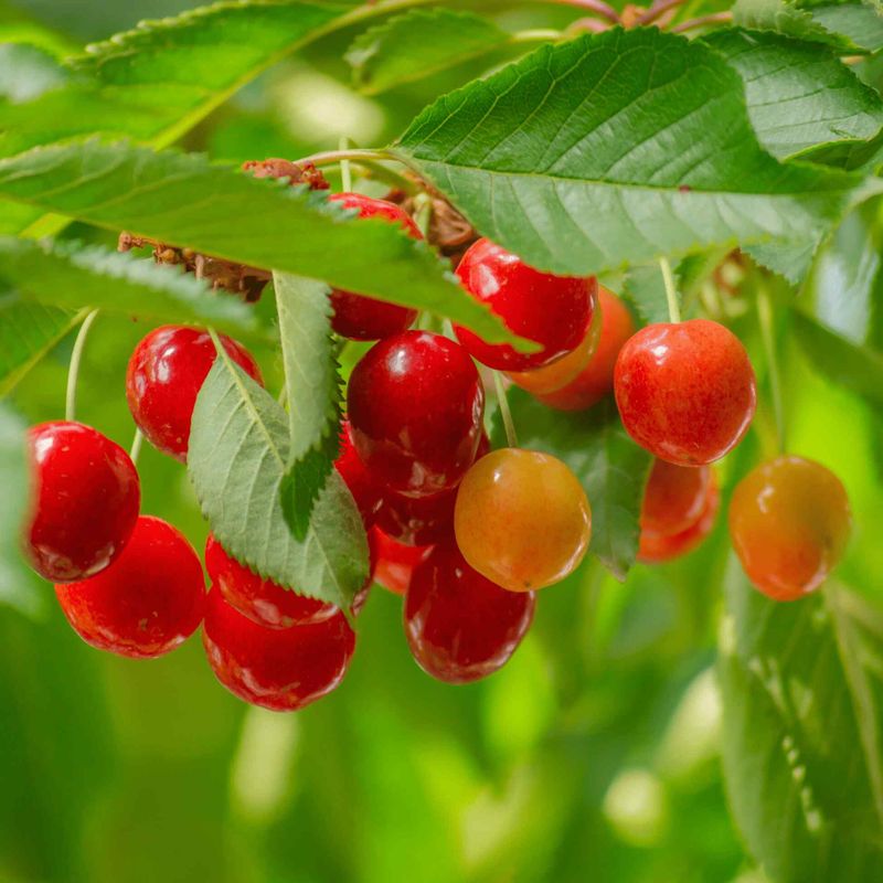 Sweet Cherry Struggles With Heat And Humidity Stress