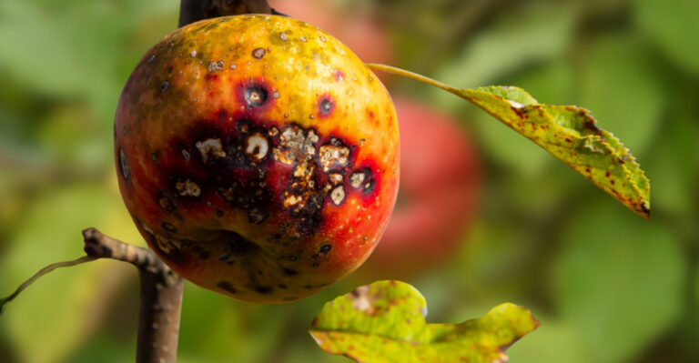 Diseased Apple Fruit
