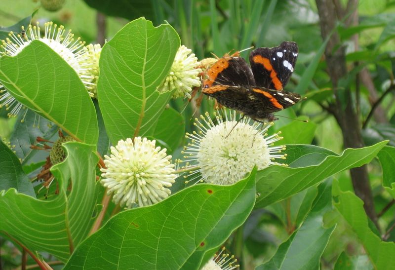 Plant Native Buttonbush For Pollinator Power