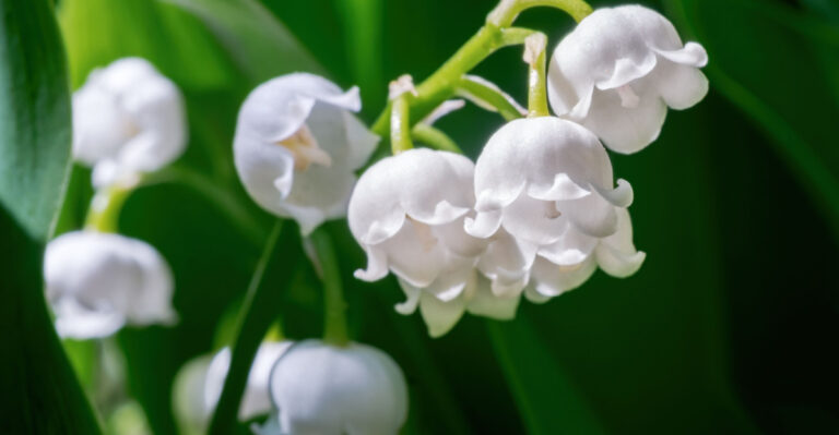 lily of the valley