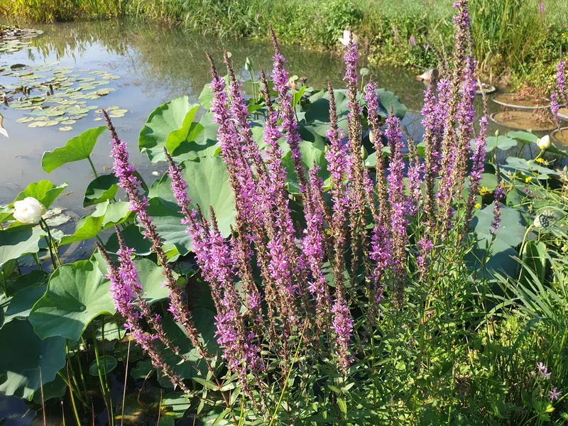 Purple Loosestrife Is A Beautiful Mistake