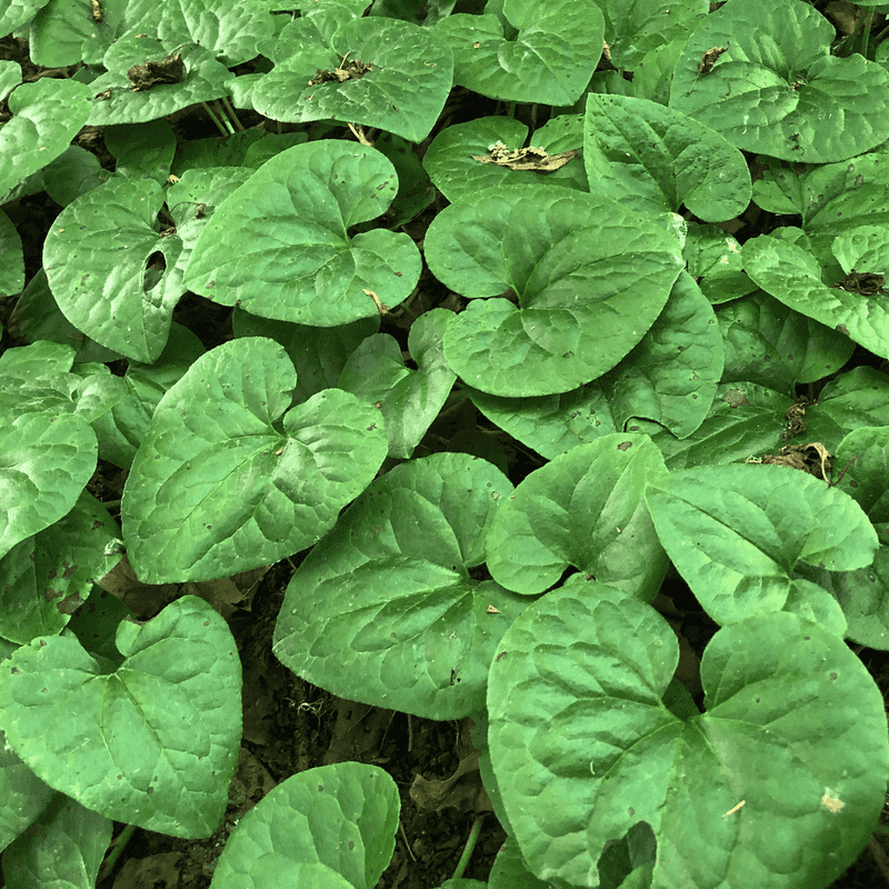 Wild Ginger Forms A Lush Native Ground Cover