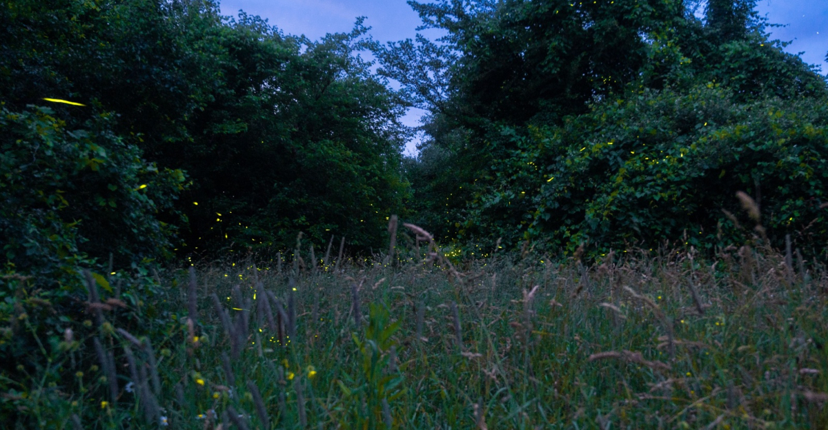 fireflies at night
