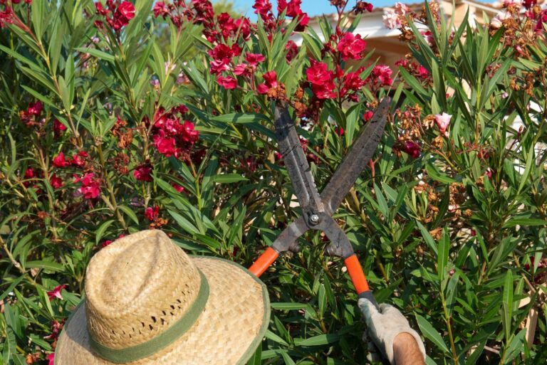 trimming oleander