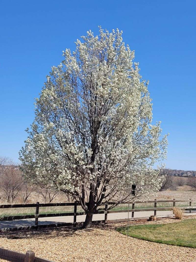 Callery Pear Breaks Easily And Spreads Beyond The Yard
