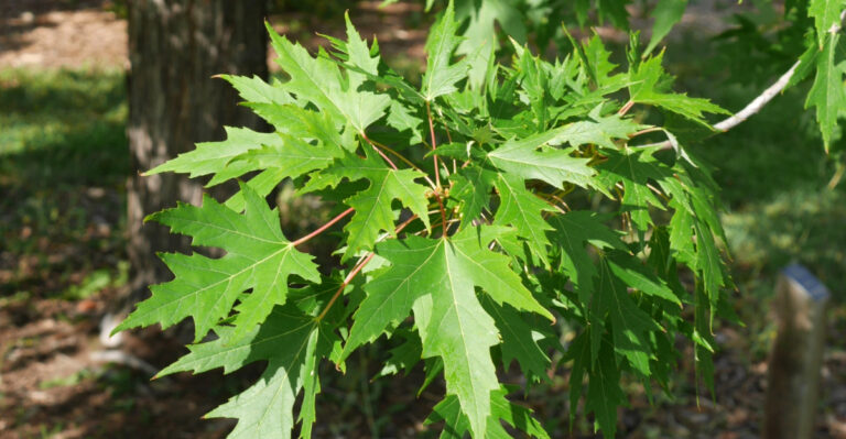 These Are The 8 Trees Michigan Homeowners Regret Planting