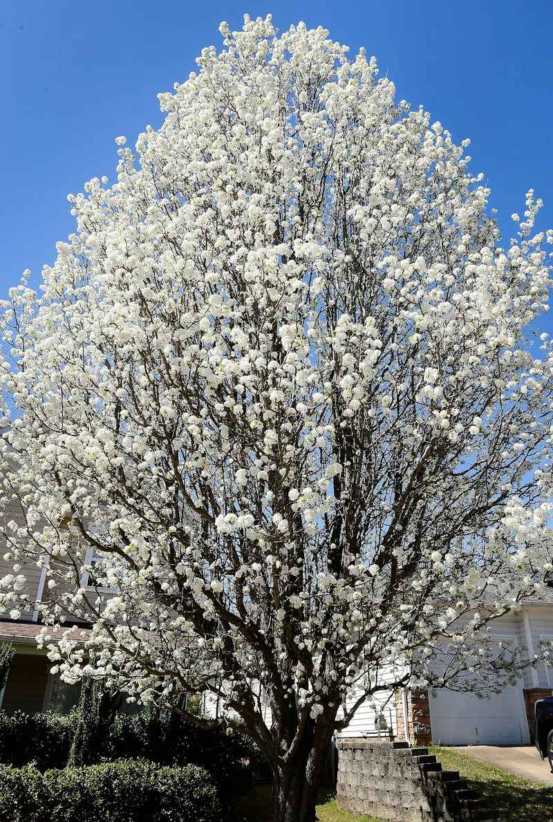 Bradford Pear's Beauty Comes With A Price