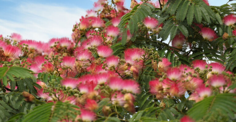 mimosa tree